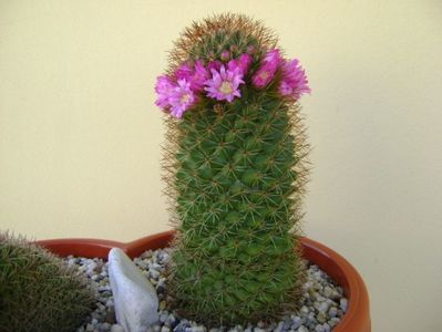 Mammillaria backebergiana