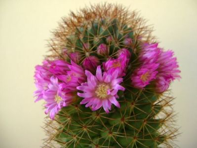 Mammillaria backebergiana