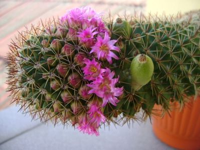 Mammillaria backebergiana