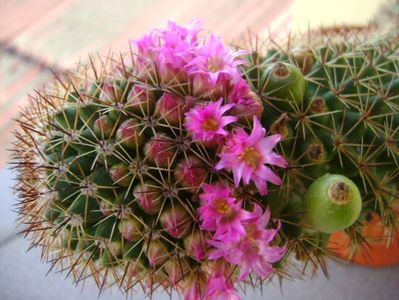 Mammillaria backebergiana