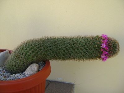 Mammillaria backebergiana