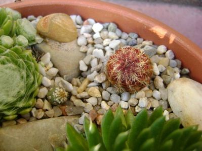 Echinocereus viridiflorus & Opuntia sp.