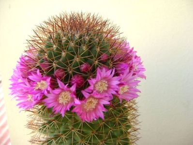 Mammillaria backebergiana