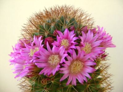 Mammillaria backebergiana