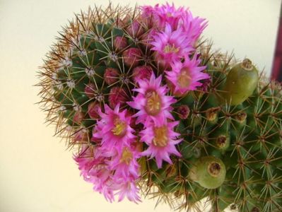 Mammillaria backebergiana