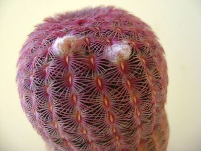 Echinocereus rigidissimus v. rubrispinus