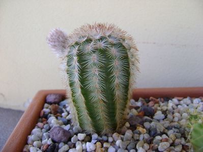 Echinocereus reichenbachii