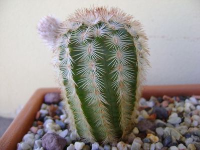 Echinocereus reichenbachii