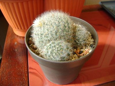 Mammillaria bocasana