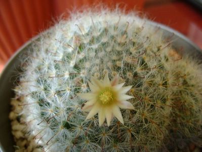 Mammillaria bocasana