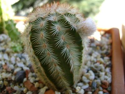 Echinocereus reichenbachii