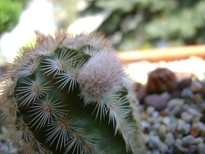 Echinocereus reichenbachii