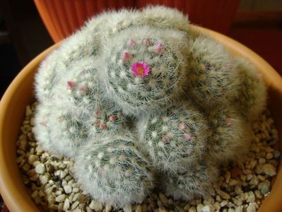 Mammillaria laui f. dasyacantha