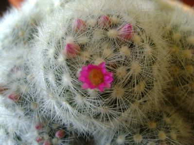 Mammillaria laui f. dasyacantha