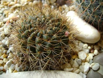 Lobivia arachnacantha v. densiseta (Echinopsis ancistrophora ssp. arachnacantha)