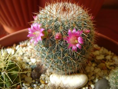 Mammillaria matudae