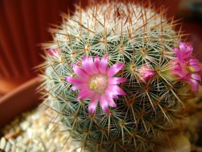 Mammillaria matudae