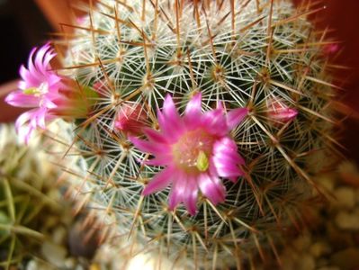 Mammillaria matudae