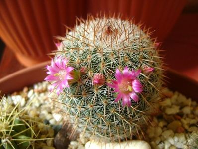 Mammillaria matudae