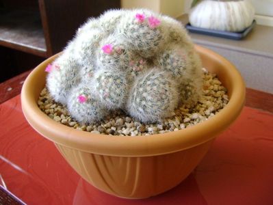 Mammillaria laui f. dasyacantha