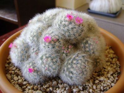 Mammillaria laui f. dasyacantha