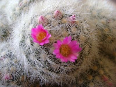 Mammillaria laui f. dasyacantha