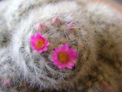 Mammillaria laui f. dasyacantha