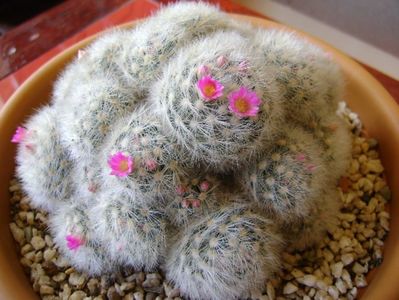 Mammillaria laui f. dasyacantha