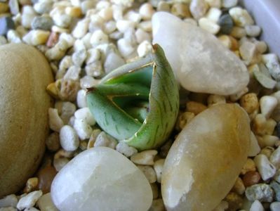 Agave pumila cv.