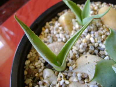 Agave sp. din seminte