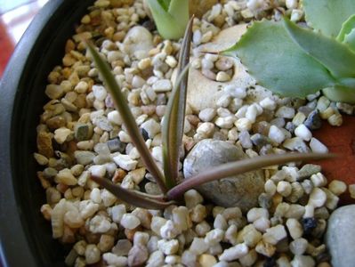 Agave sp. din seminte