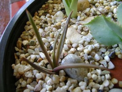 Agave sp. din seminte