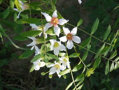 xanthoceras sorbifolium
