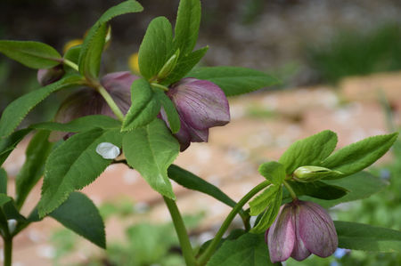 Helleborus Double Pink Spotted