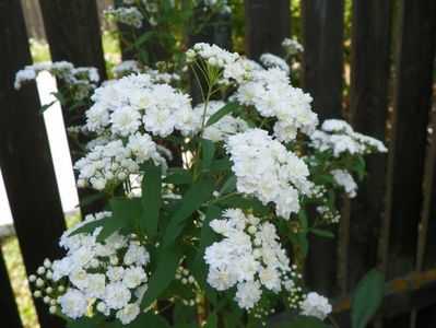 spiraea cantoniensis Lanceata