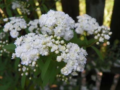 spiraea cantoniensis Lanceata