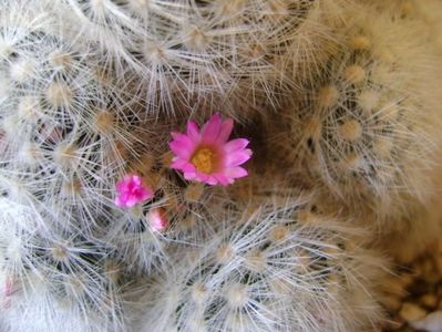 Mammillaria laui f. dasyacantha