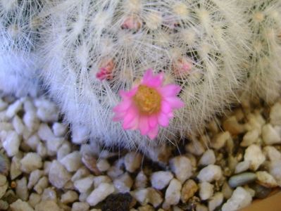 Mammillaria laui f. dasyacantha