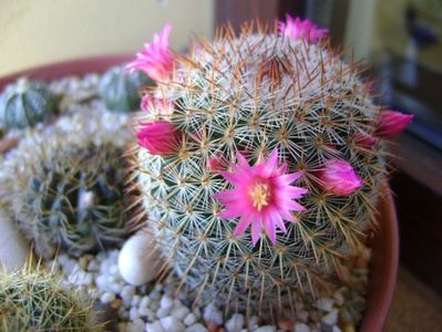 Mammillaria matudae