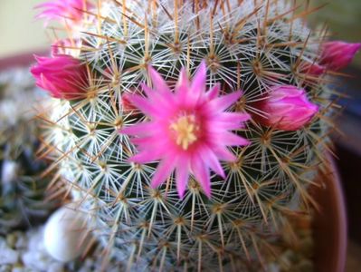 Mammillaria matudae