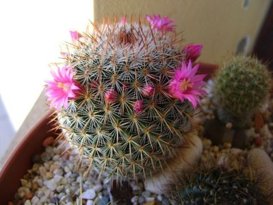 Mammillaria matudae