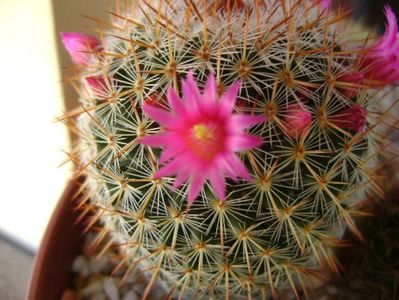 Mammillaria matudae