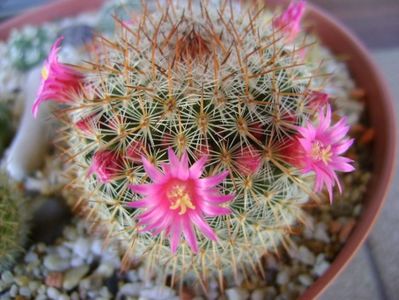 Mammillaria matudae