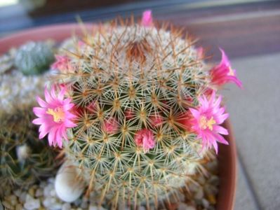 Mammillaria matudae