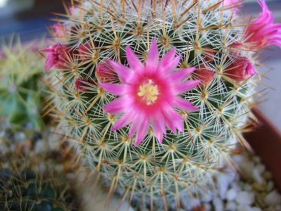 Mammillaria matudae