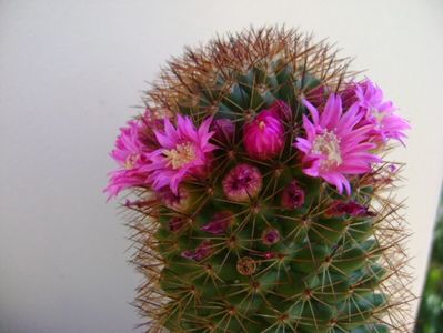 Mammillaria backebergiana