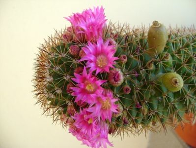 Mammillaria backebergiana