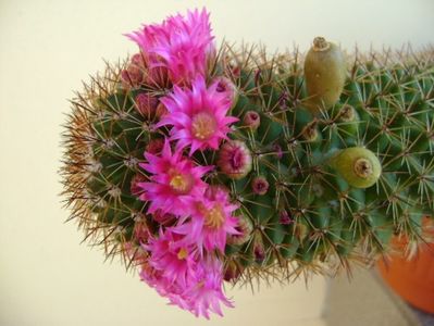 Mammillaria backebergiana