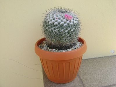 Mammillaria formosa ssp. chionocephala