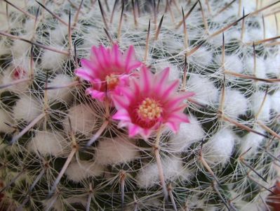 Mammillaria formosa ssp. chionocephala